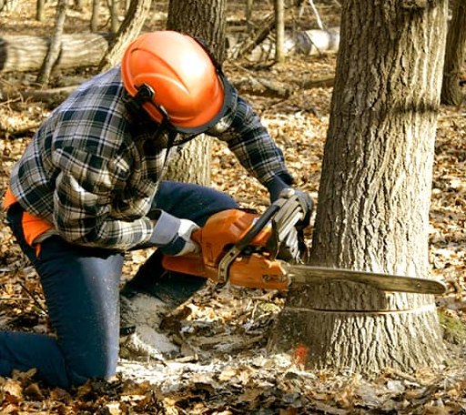 Tree Removal in Peachland, NC